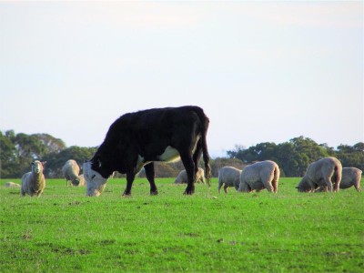 Cows and sheep -  suitable products for Stockinette Meat Wraps as supplied by KKC, Janitorial Supplies & Health & Safety Products, Co. Kildare,  Ireland